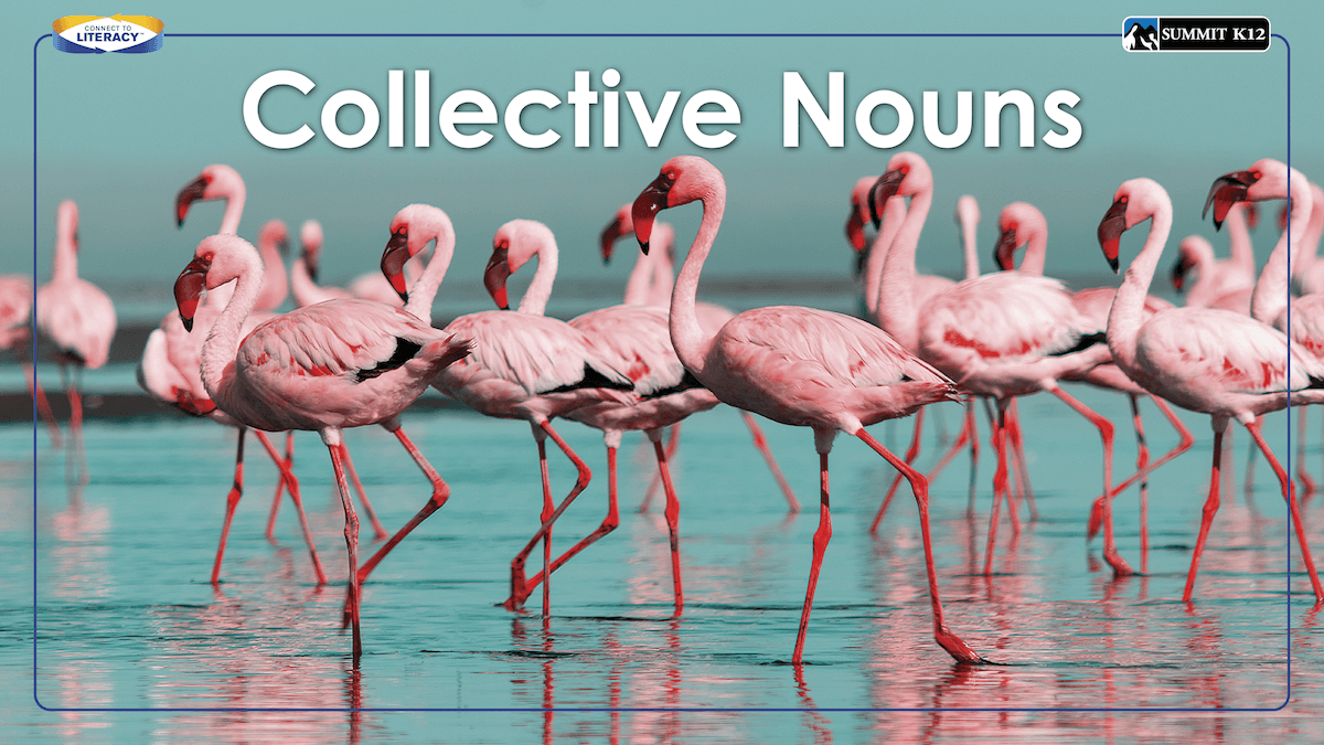 Collective Nouns
